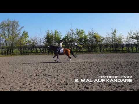 Trainingsimpressionen auf Kandare! #schönstezeit