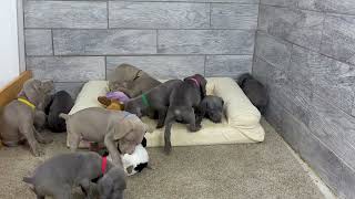 Video preview image #2 Weimaraner Puppy For Sale in OGDEN, UT, USA