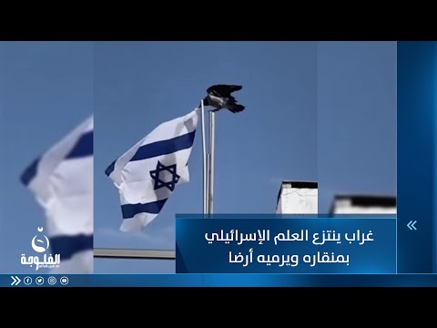 شاهد بالفيديو.. مشهد يتصدر التريند.. غراب ينتزع العلم الإســــ.ـــرائيــــ.ـــلي بمنقاره ويرميه أرضا