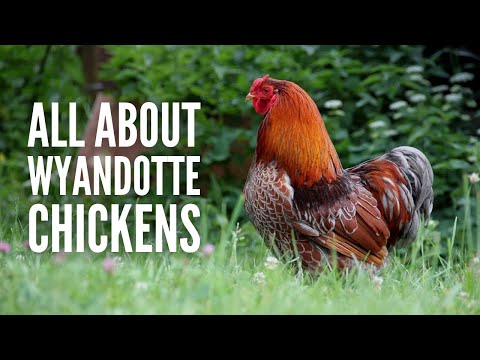 , title : 'Wyandotte Chickens: Breed Profile, Facts and Care'