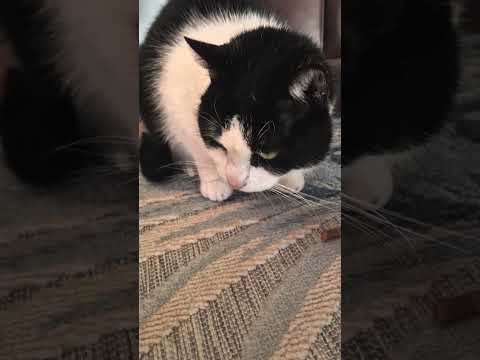 Ich kann dir das nicht geben... #katze #short