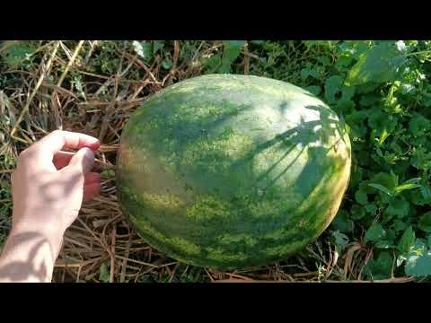 Кавун Шархан F1 (PL 6752 F1) (Bakker Brothers) #кавун #кавуни