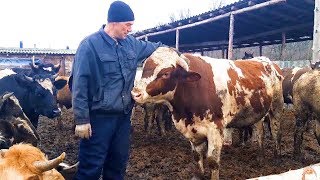 Как правильно держать быков