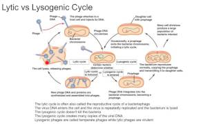 Lytic vs Lysogenic Cycle