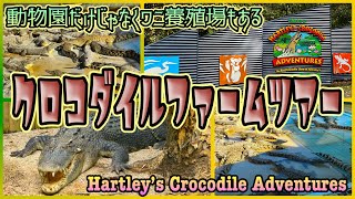 【ケアンズお薦めツアー】実は動物園だけじゃなくワニの養殖場もあるワニ園! 「Hartley’s Crocodile Adventures」 第707ページ CAIRNS CHANNEL