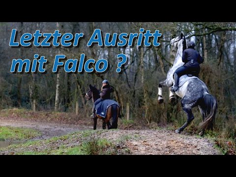Letzter Ausritt für Falco? Der erste Geländeritt in der Gruppe für seine Besitzerin