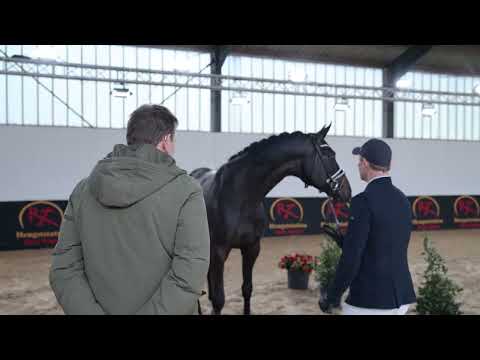 For Dior (Fürst Dior x Johnson x Totilas, *2020) Hengststation Rene Tebbel