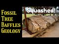 Squashed Oval Petrified Pine Tree Baffles Geology