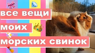 Морская свинка в дар москва 2020