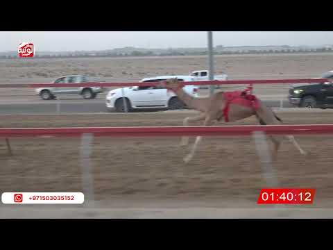 ش 4 (شاهين) لـ محمد سعيد بن عبدالله الرميثي 3:09 ، شارة صندوق الحلفه 2026/08/25 فطامين سويحان
