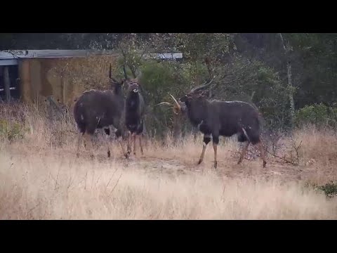 Djuma: Nyala bull bachelor herd - 15:57 - 08/21/20
