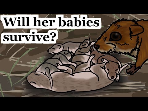 Hazel Dormouse - Weekly Facts About Animals in the United Kingdom - Episode 19 | Creature Fridays