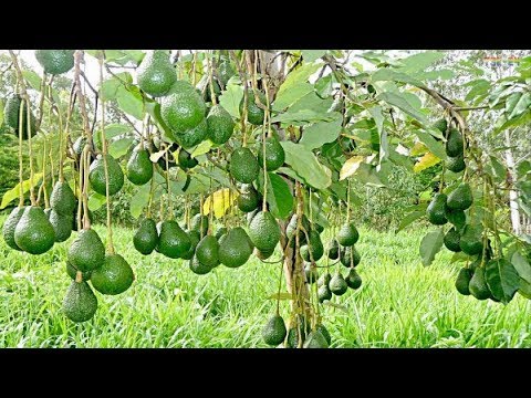 Avocado Plant Wholesale Price Mandi Rate For Avocado Plant