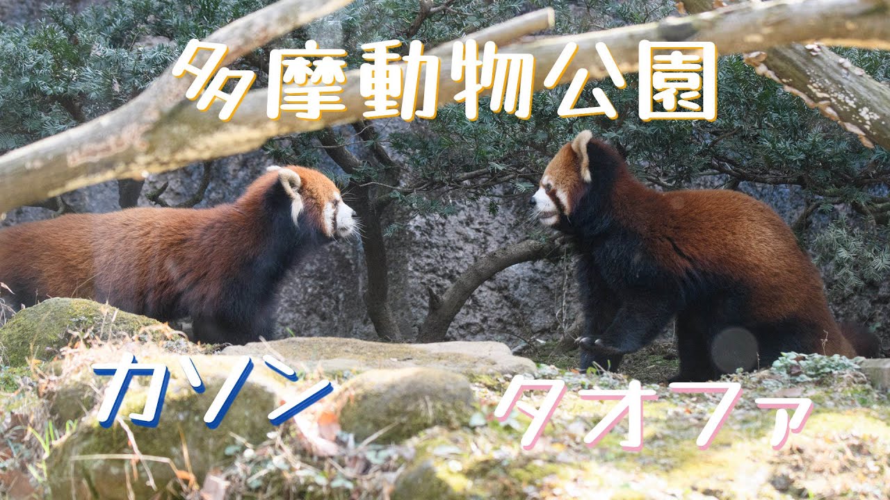 25.02 多摩動物公園 タオファ と カソン が 同居していました