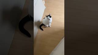 帰宅したら猫がいるってこんな感じ