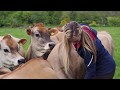 Discover Jersey Dairy and our Islands herd