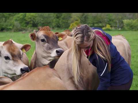 Discover Jersey Dairy