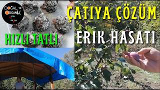 Sarımsak Ekimi | Akan Çatıya Geçici Çözüm | Damlamaları Toplama ve Saklama | Eri