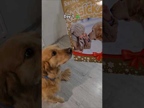 Pepa's unboxing 🎄 #christmas #dogs #goldenretriever #pets #retreiver #cute #xmas #adventcalendar