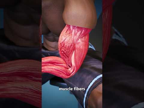 How Do Muscles Get Bigger?