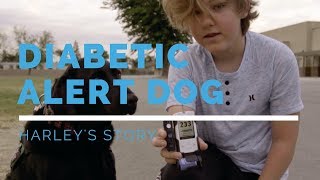 Diabetic Alert Dog Feature: Harley's Story