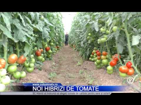 , title : 'Cei mai buni hibrizi de tomate - www.columnatv.ro'