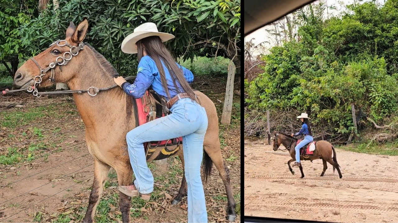 MEU BURRO FUGIU DA FAZENDA 😭