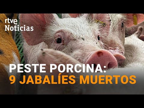 Pesta porcina: Ja són nou els porcs senglars morts pel brot a Catalunya