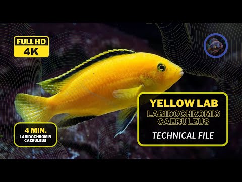 "Yellow Lab Cichlid: A Technical Exploration of this Beautiful fish 🐠 | Ultimate Guide (4K Video)"