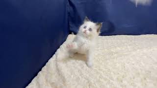 ラグドールの動画01
