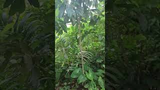 Download lagu Sunnah yang dianjurkan oleh Nabi Muhammad SAW untuk hari Jumat #shortvideo #short #shorts #shortsfeed mp3