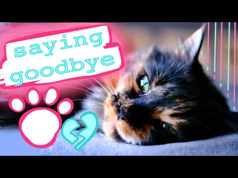 My Cat Died under Anesthesia :(  Emotional Video