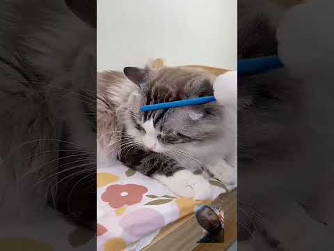 So beautiful ❤️ tealnt please support me #cat