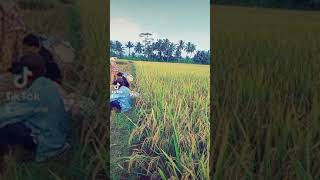 Download lagu Suasana panen di sawah ciparakan pamarican mp3