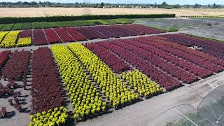 Alpha Nursery-Salem, OR (Drone Tour)