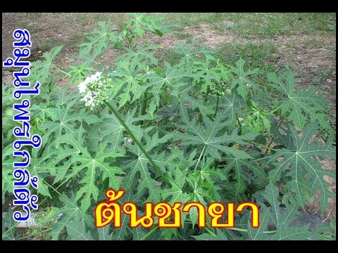 ซื้อเชื้อโรคม้าสัตวแพทย์ วิธีที่ดีที่สุดที่จะเริ่มต้นผู้หญิง