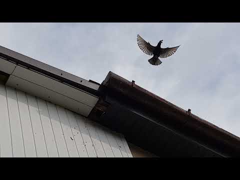 Czereśnia Rivan i szpaki🍒🦅