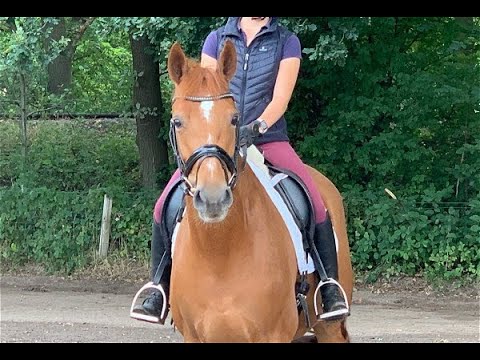 BELVEDAIRE 7j. v. Bon Coeur - Lauries Crusador xx  for sale