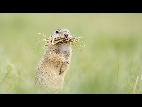 Wild Vienna | Terra Mater Studios (Official Trailer)