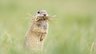 Wild Vienna | Terra Mater Studios (Official Trailer)