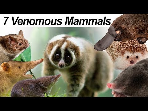 Seven Venomous Mammals
