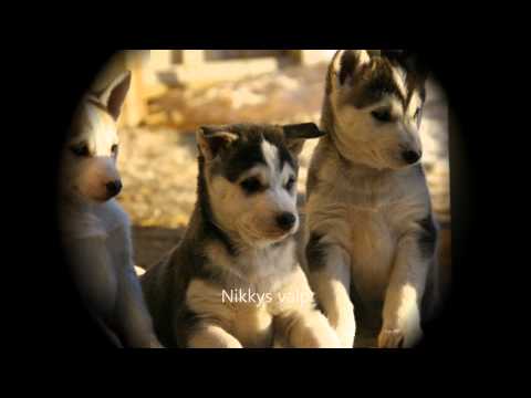 Kjell Roar Åsvestad