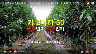 [고추재배]노지고추 