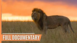 Lions, Leopards, Hyenas - Masters of the African Night | Full Wildlife Documentary