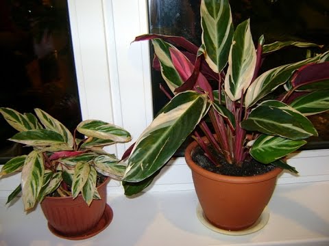 СТРОМАНТА из семейства МАРАНТОВЫЕ. Как ухаживать за стромантой