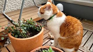 4K ミニバラ食う猫　ほか