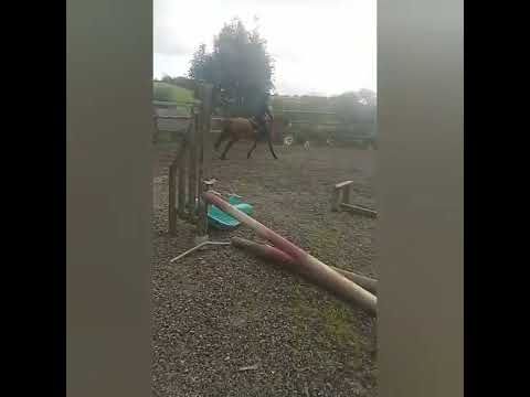 QUIET HONEST ALLROUNDER 14.2HH - Image 2