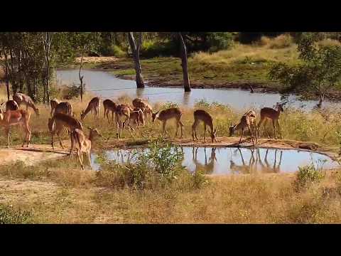 Djuma: Large Impala herd - 09:22 - 05/26/20