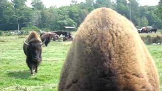 2008 August - Trip to Washington Olympic Game Farm - Bison walking over