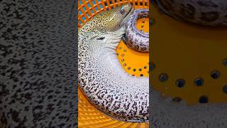 곰치를 요리해 먹는다? ㄷㄷ 당일바리로 잡아 싱싱한 거대 곰치 구이 Amazing moray eel (the sea gang) / Vietnamese street food